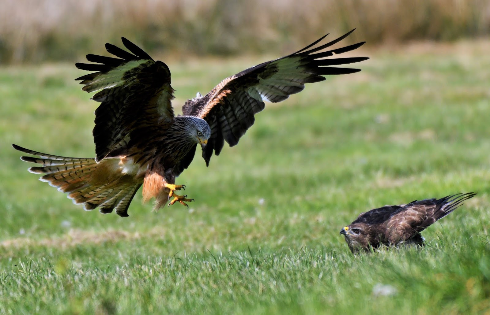The wonderful Red Kite Photographed at 'Gigrin Farm' in mid Wales
