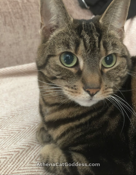tabby cat wide-eyed