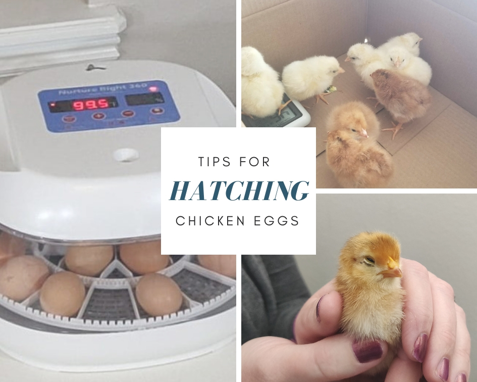 10 Tips for Successfully Hatching Chicken Eggs