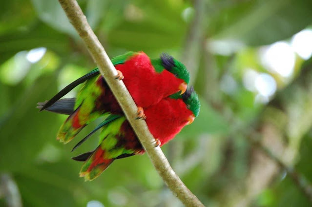 විදේශීය පක්ෂීන් වෙසෙන දේශීය නවාතැන - හම්බන්තොට කුරුළු උයන 🦜🦃🦩 (Hambantota Bird Sanctuary) - Your Choice Way