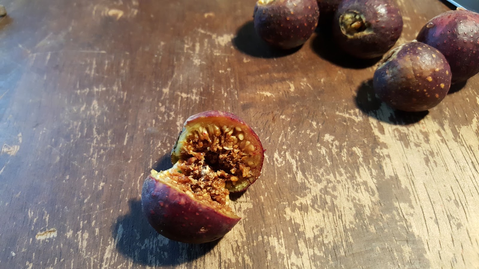 Bonsaimisadventures Grow a fig tree from seed, Moreton bay ficus