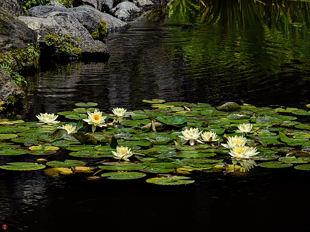 FROM THE GARDEN OF ZEN Water lily flowers Kaizoji