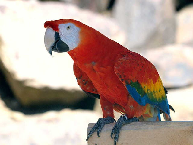 macaw species, macaw parrot, blue macaw parrot, blue and gold macaw, hyacinth macaw