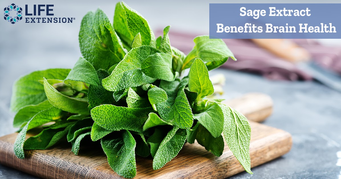 The Life Extension Blog Supplementing with Sage Extract Benefits Brain