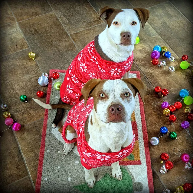 Dogs wearing matching pajamas