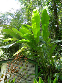 Musa banana tree at Diamond Botanical Gardens Soufriere St. Lucia by garden muses-not another Toronto gardening blog
