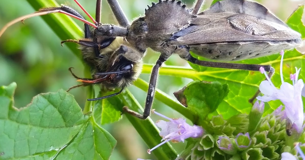 Penn State Extension Wheel bug in our Almshouse Demonstration Garden