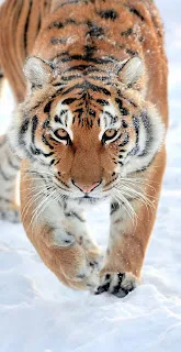 خلفية نمر يمشي في الثلج ، خلفيات حيوانات ، الشتاء ، طبيعة 4K