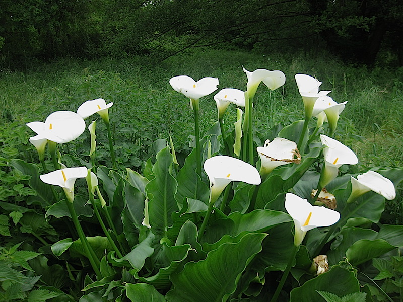Roger Brook the no dig gardener How to grow Zantedeschia