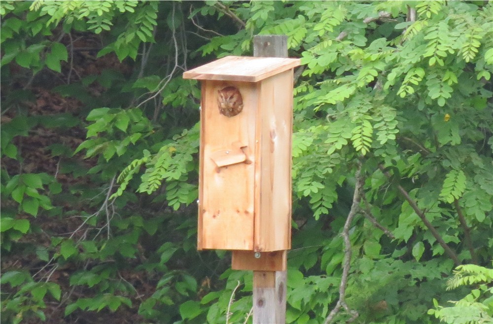 Fine Woodworking Bookcase Plans Plans to Making Hanging A Wood Duck