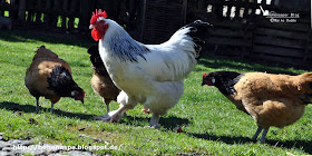 Osterfeuer Der Katholischen Landjugend Gut Besucht Gescherblog