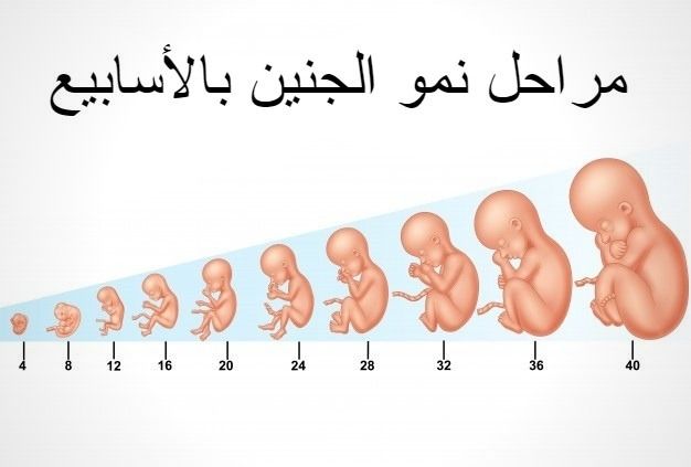 مراحل نمو الجنين بالأسابيع كاملة