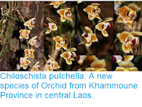 https://sciencythoughts.blogspot.com/2018/12/chiloschista-pulchella-new-species-of.html