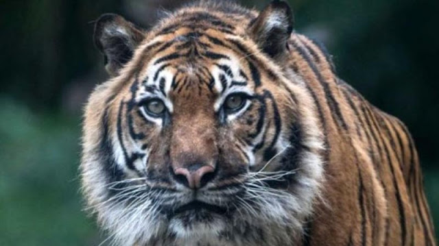 Harimau Sumatera Terancam Punah, Banyak Dibunuh Manusia Harimau Sumatera Terancam Punah, Banyak Dibunuh Manusia