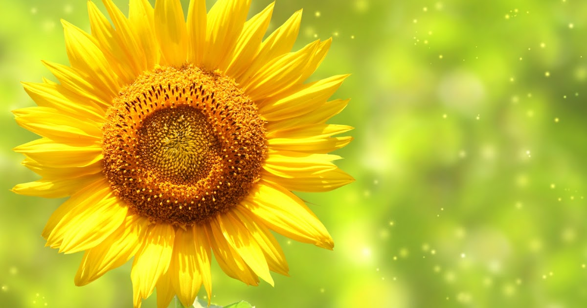 All About Gardening Flower Garden Symbolic Sunflower Meaning