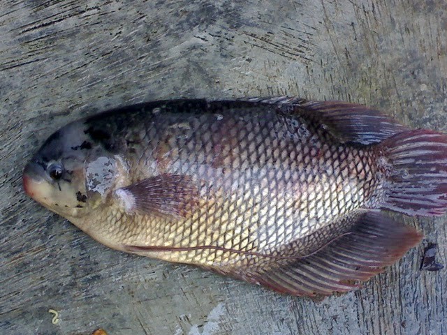 Budidaya ikan gurame