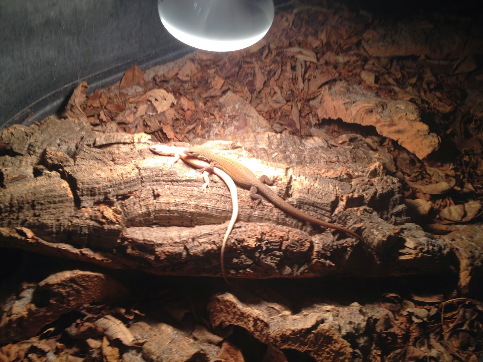 RAW DOG REPTILES: Week #16 Varanus Kingorum!