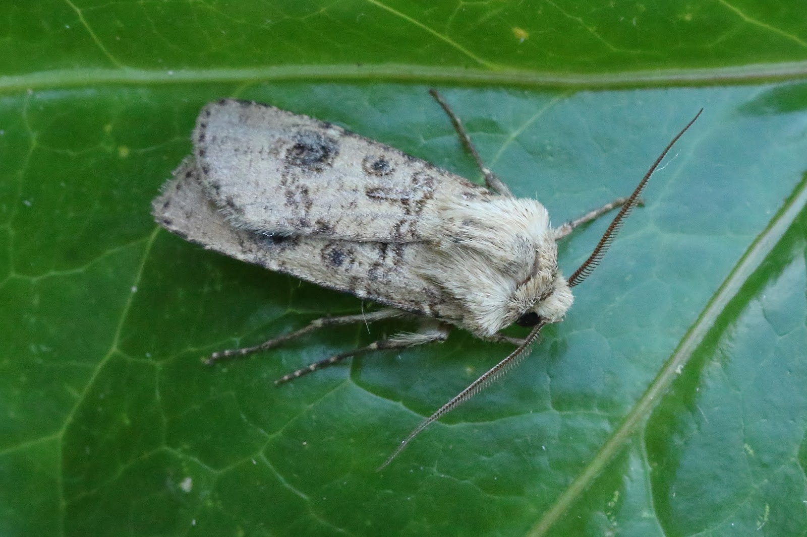Abington Naturewatch: Moths galore!