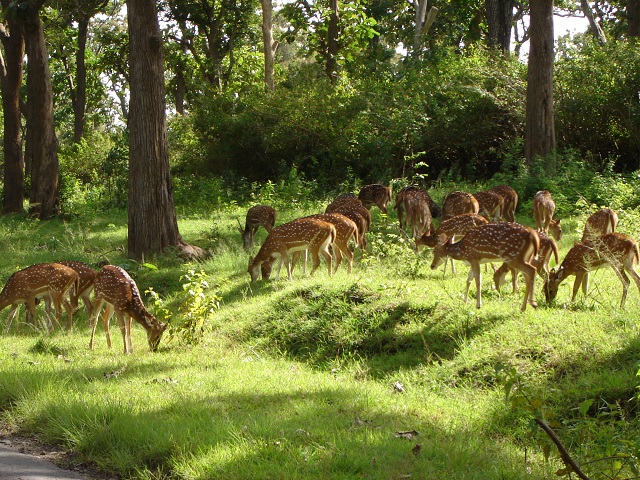 The Mudumalai National Park and Wildlife Sanctuary also a declared tiger reserve, lies on the northwestern side of the Nilgiri Hills, in Nilgiri District