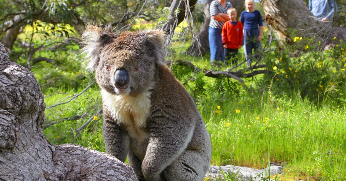 geography of koalas