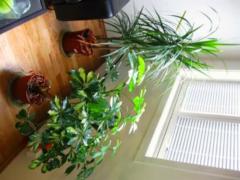 House plants to fight humidity