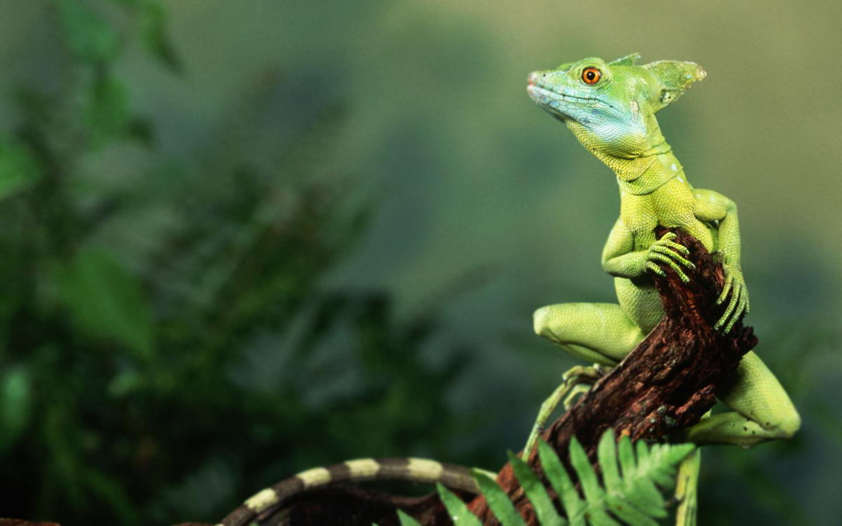 Fish And Cats With Unseen Animals Beautiful Wallpapers Widescreen