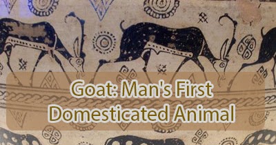 Garden and Farms: Goat: Man's first domesticated animal