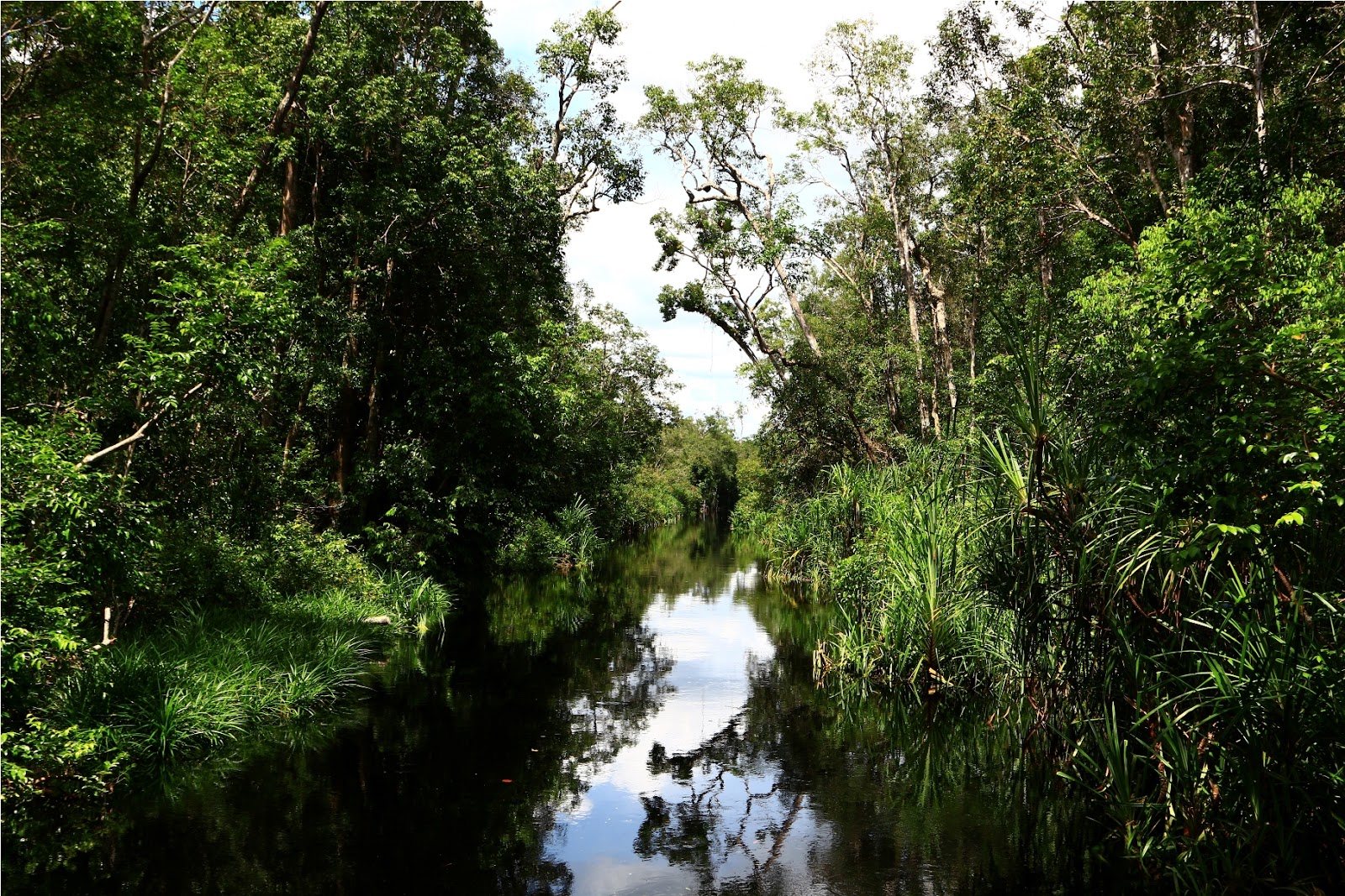       Sungai ke arah Taman Nasional yang berwarna hitam namun jernih      