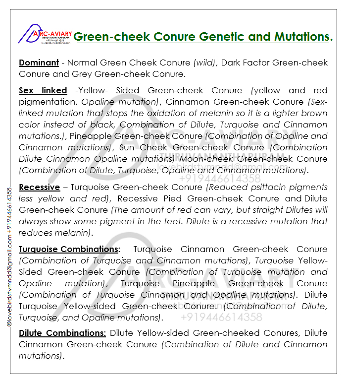 Greencheek Conure and mutations