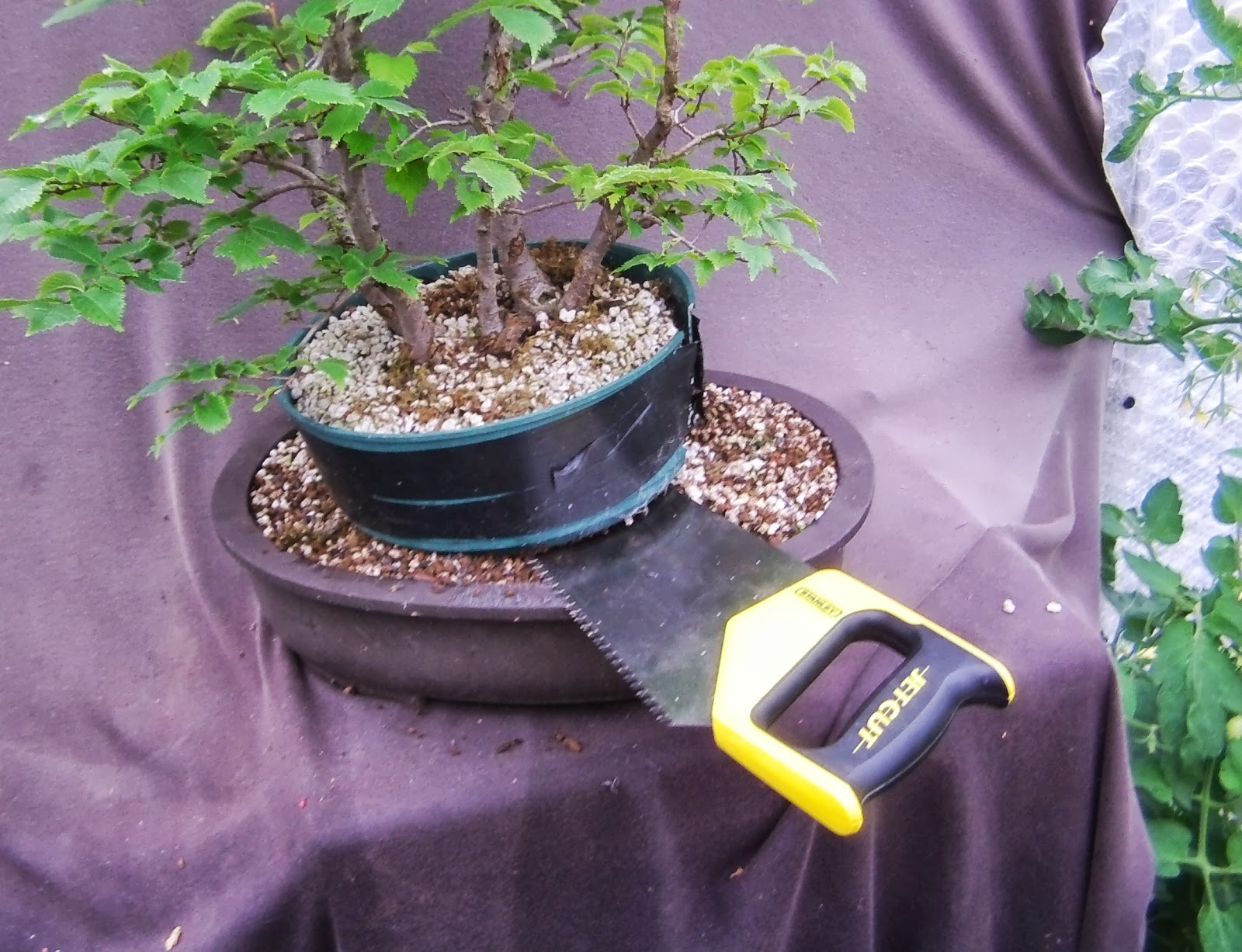 MiKo Bonsai Elm Clump progression