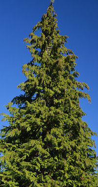 Northwest Conifer Connections: Focus on Port Orford Cedar