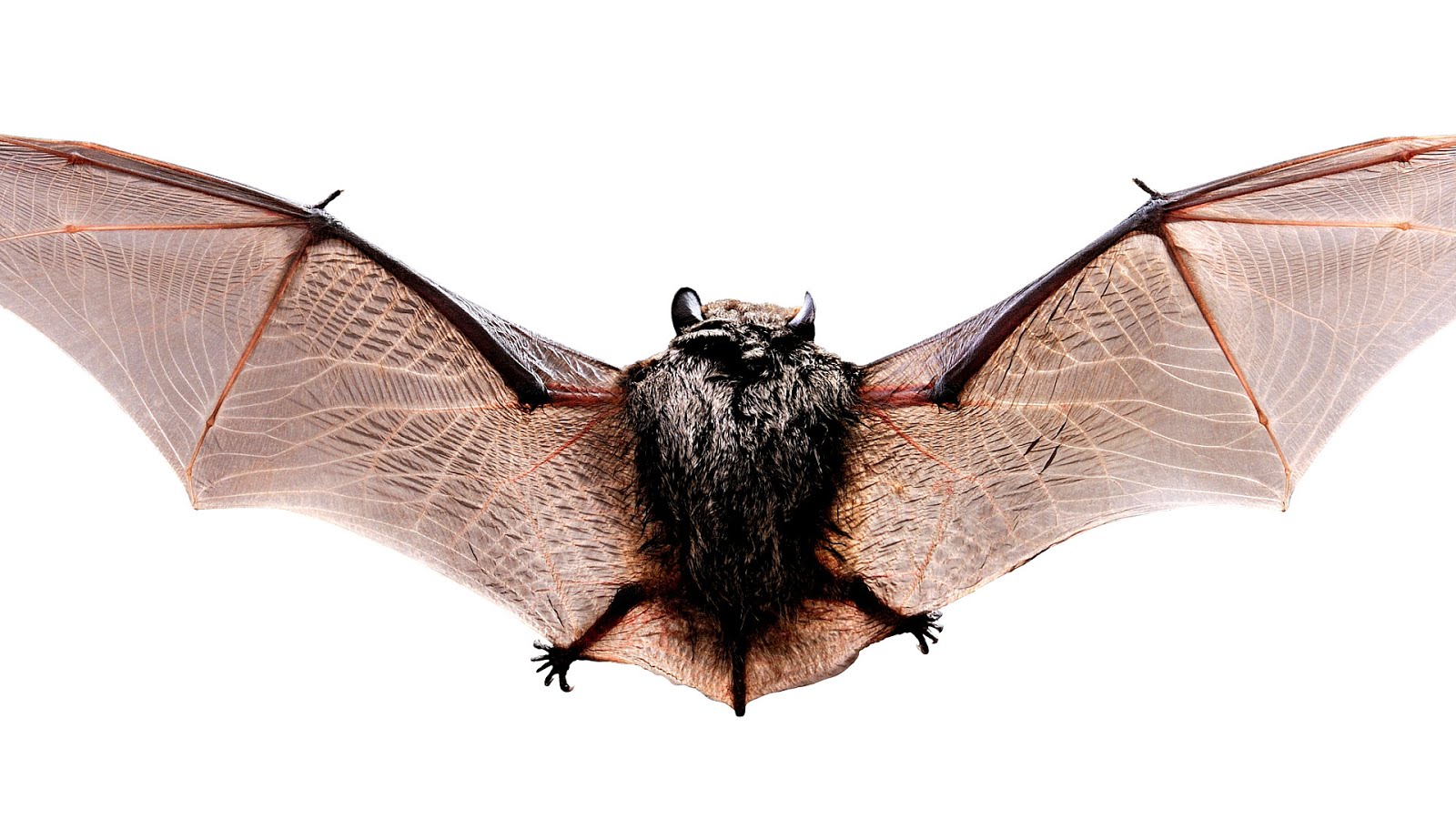 Why Are Gray Bats Endangered Danger Choices