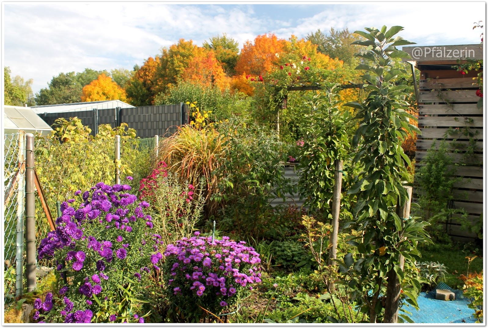 Freude am Garten Goldenes Leuchten Garten im Oktober
