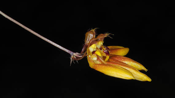 Bulbophyllum isabellinum
