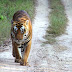 Land Rover Freelander joins the fight to save India's tigers