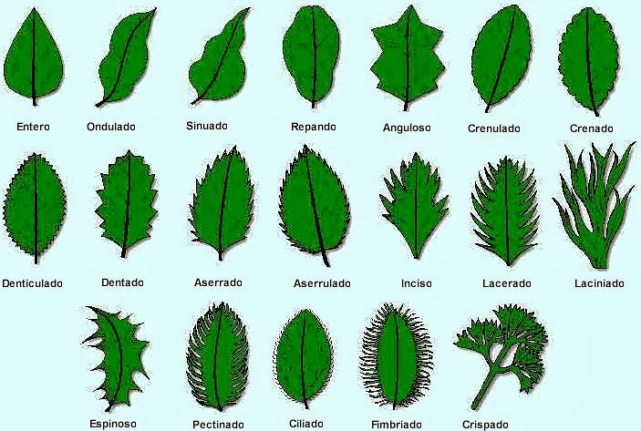 VALDEPLÁSTICA: DIBUJANDO HOJAS Y PLANTAS