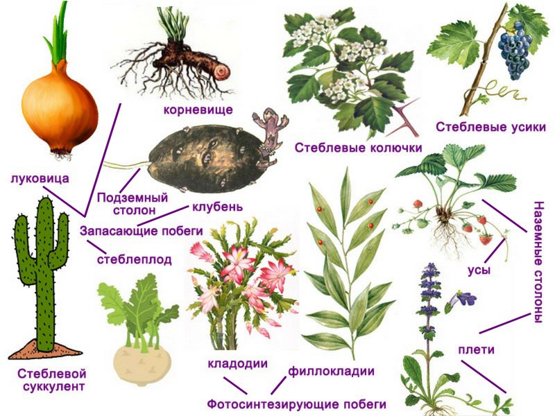 Надземные видоизмененные побеги таблица. Видоизменения побегов таблица с примерами. Надземные метаморфозы побега таблица. Надземные видоизмененные побеги функции. Видоизменения стебля.