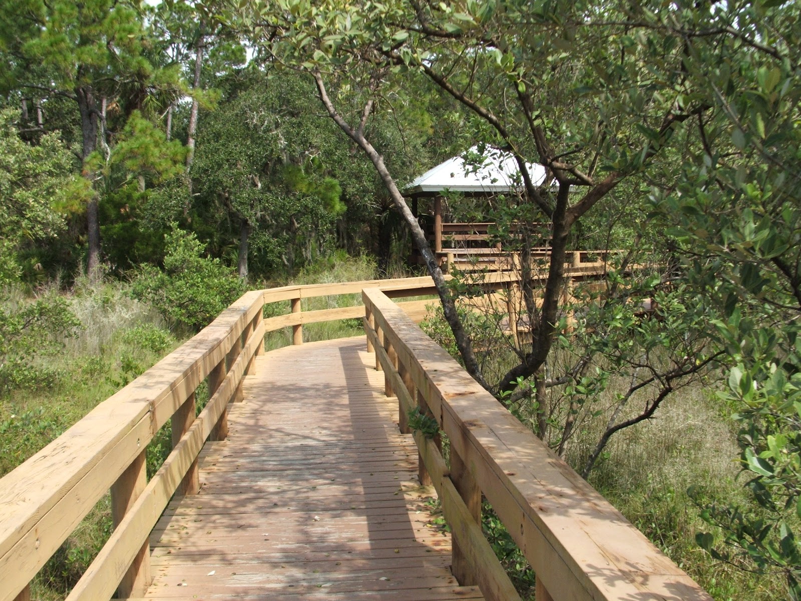 Rediscovering Florida Hammock Park Dunedin Fl. RDF12