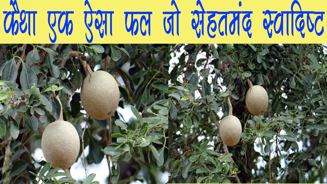 कैथा स्वादिष्ट और सेहतमंद II kaitha fruit ke fayde