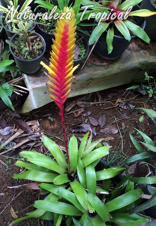 Consejos de cultivo para plantas del género Vriesea