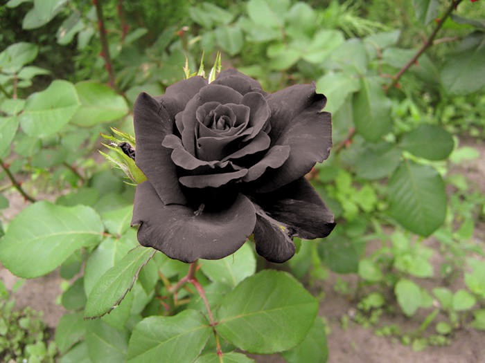 Rare FlowerBlack Rose ThundersCloud