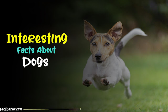 dogs facts, dogs facts for kids,20 interesting facts about dogs,10 facts about dogs, information about dogs, scientific facts about dogs,50 facts about dogs,
