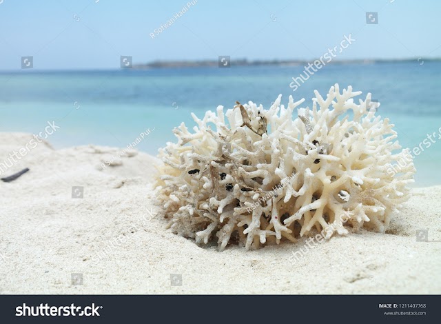 The Natural Coral on The Beach - Image 