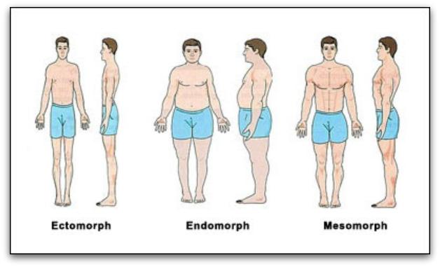 Strongman & Fitness: SOMATIC TYPES: ENDOMORPH - MESOMORPH - ECTOMORPH