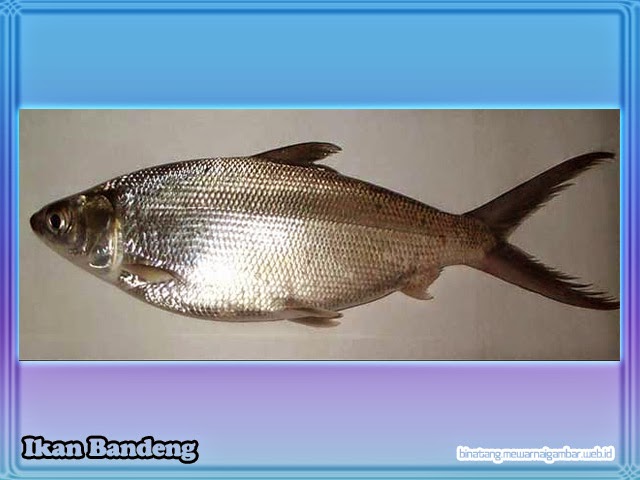 Nama Nama Ikan Laut Nuansa Sains Nama Nama Ikan Laut Nuansa Sains