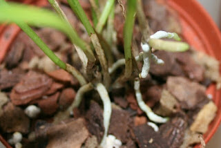 orquidea masdevallia orquidea masdevallia