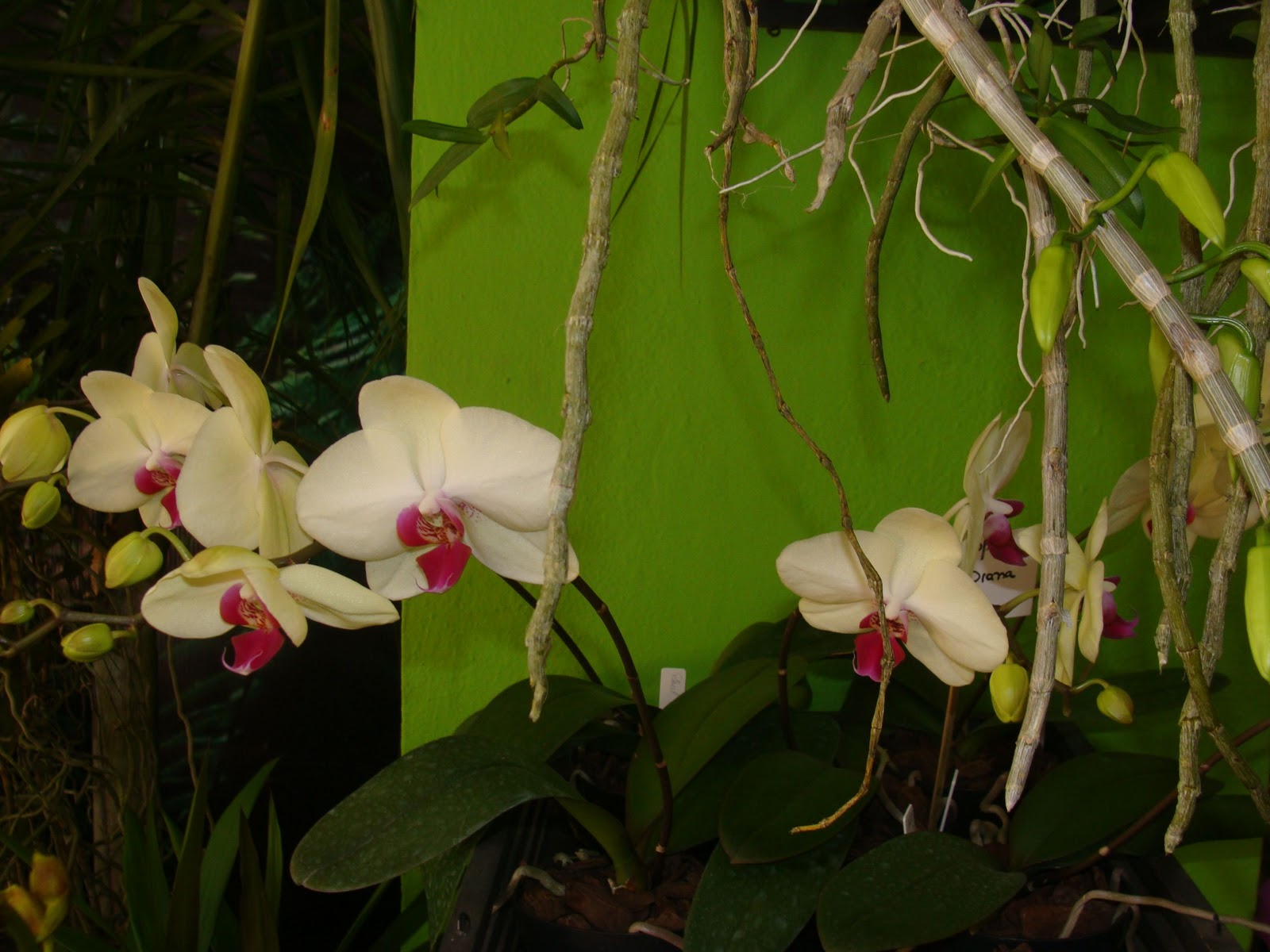 Paixão por orquídeas Meu orquidário Exposição na Florália Niterói/RJ