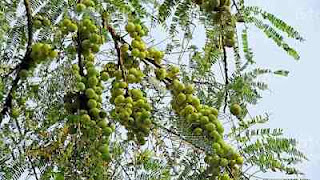 আমলকীর  যত উপকারিতা