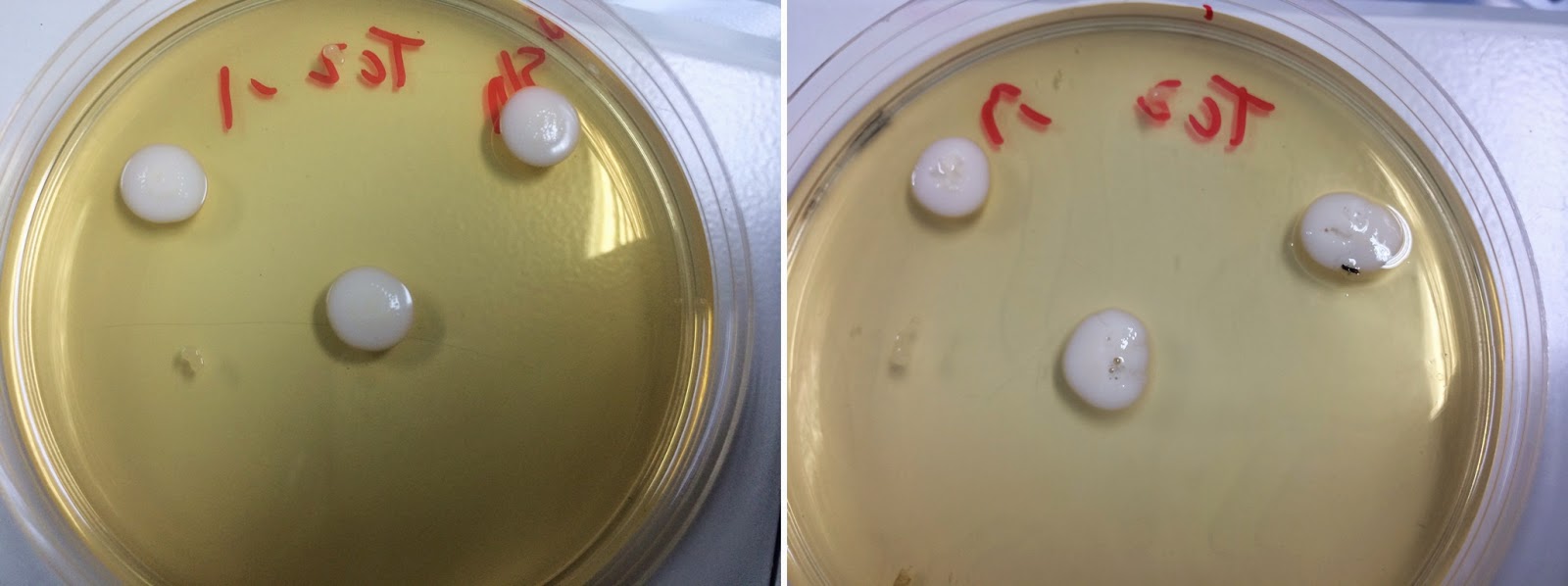 楊容的學習記錄: 0513點菌後實驗：鏡檢以及觸媒測試