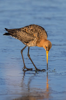 Wildlifefotografie Naturfotografie Dümmer See Uferschnepfe